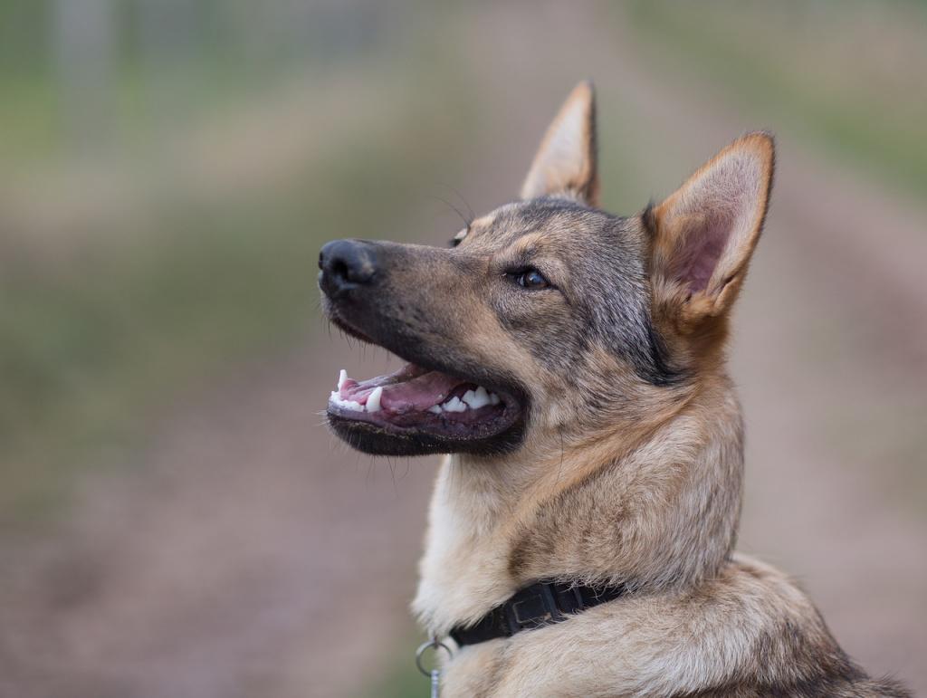 Профилактика туберкулеза у собак