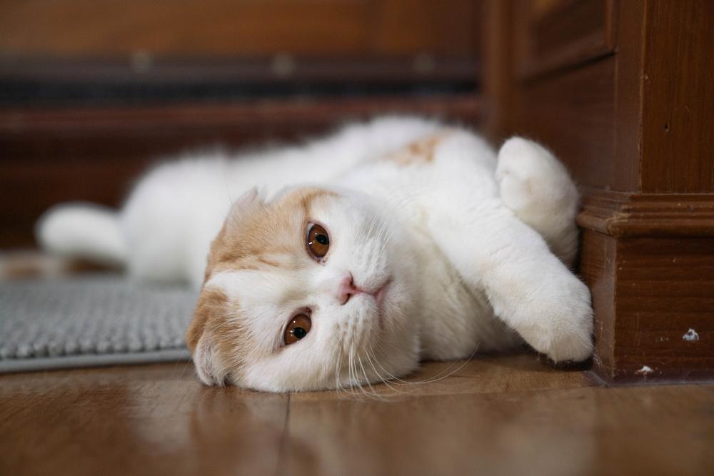 виды колита у кошек