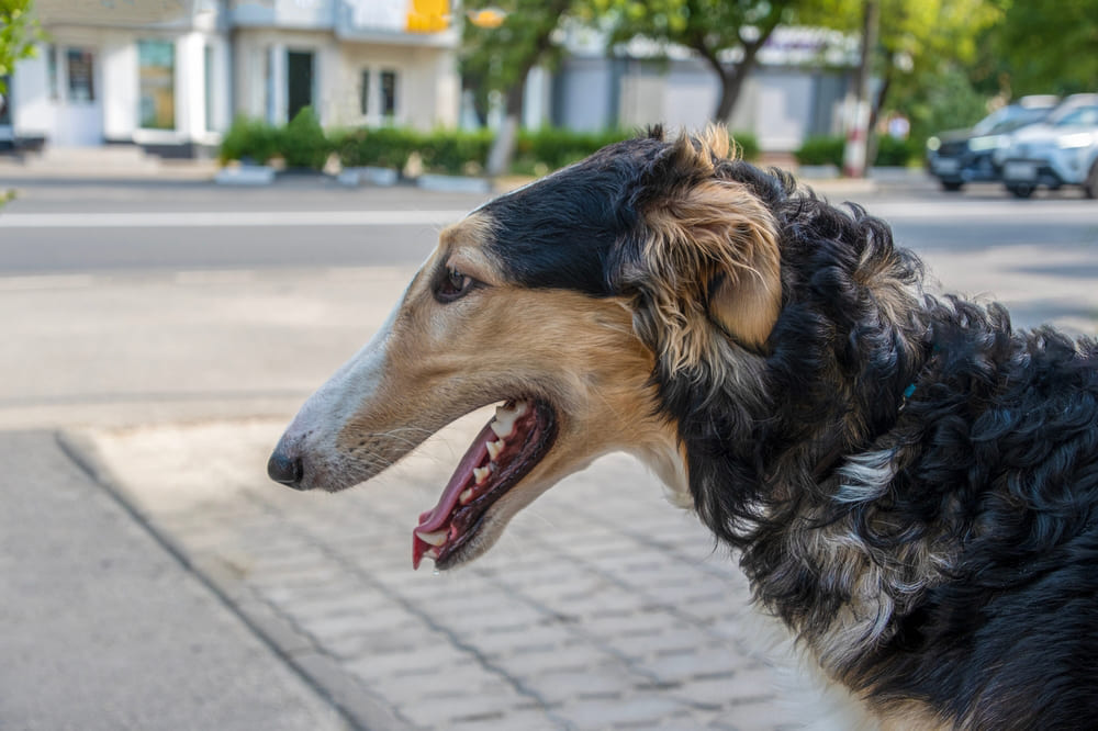 Порода русская борзая