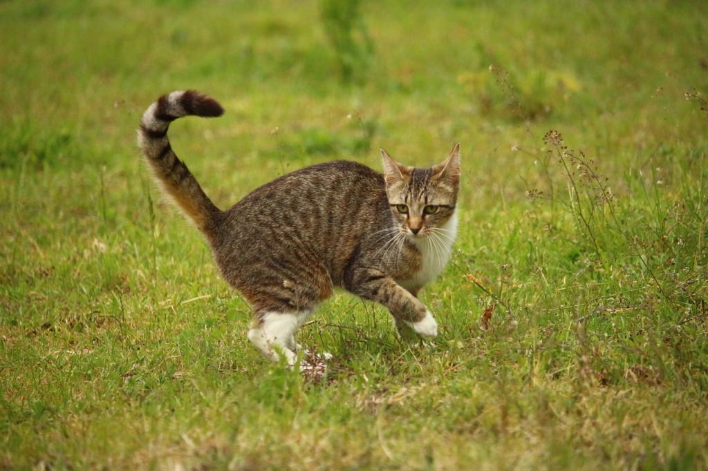 Виды грыжи у кошек и котят