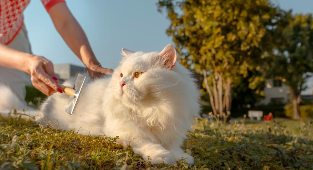 Необходимость линьки у кошек Необходимость линьки у кошек