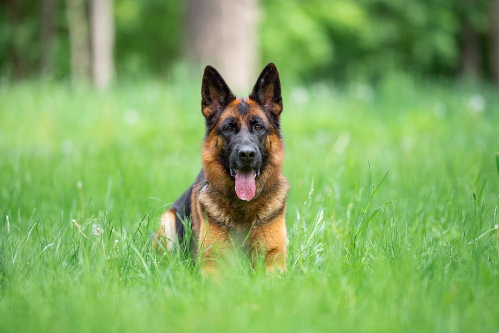 Один из признаков течки у немецкой овчарки – это выделения