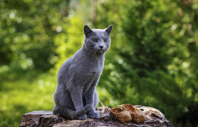 Породы кошек, которые лучше всего ловят мышей: русская голубая