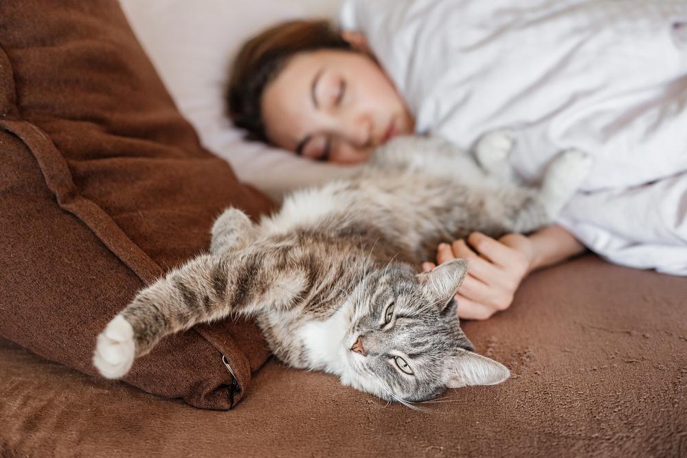 Приучить спать в кровати. Кошки спят в обнимку с хозяином. Кошка лежит на одежде. Позы сна кошек.
