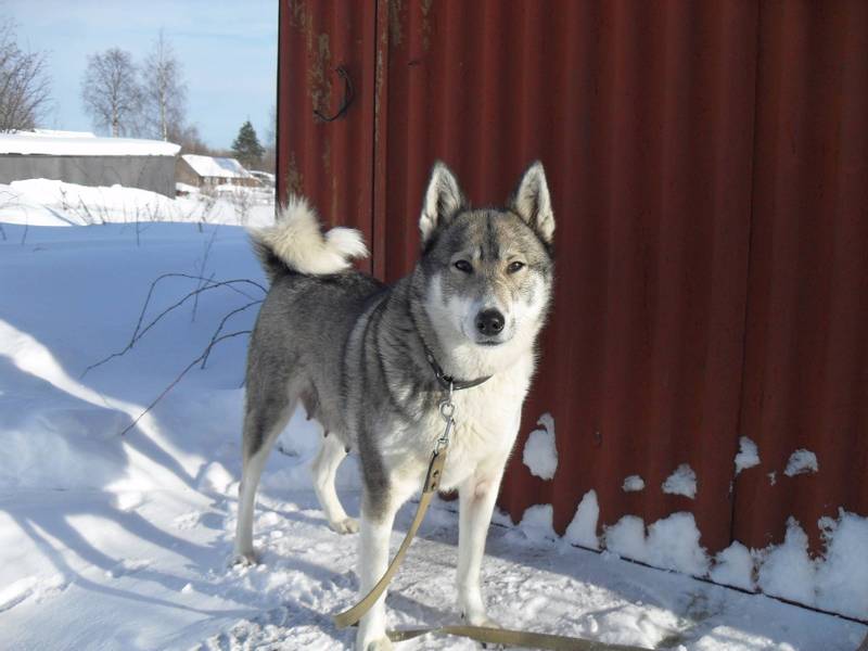 Породы собак, похожие на хаски: восточносибирская лайка Породы собак, похожие на хаски: восточносибирская лайка