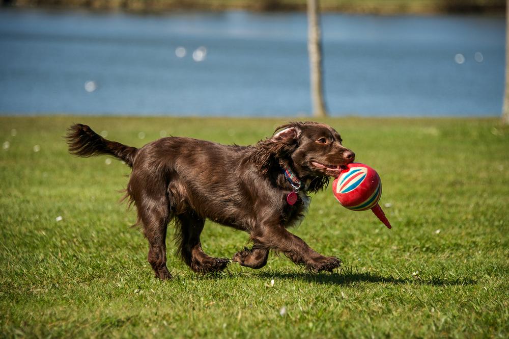 темперамент немецкого вахтельхунда