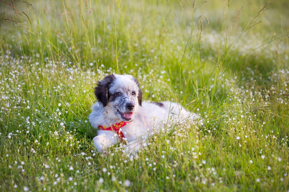Болгарские овчарки благосклонно относятся к другим питомцам