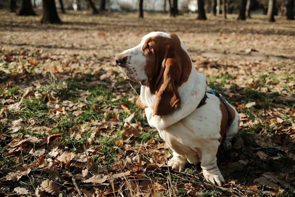 Рацион бассет-хаунда должен быть сбалансированным