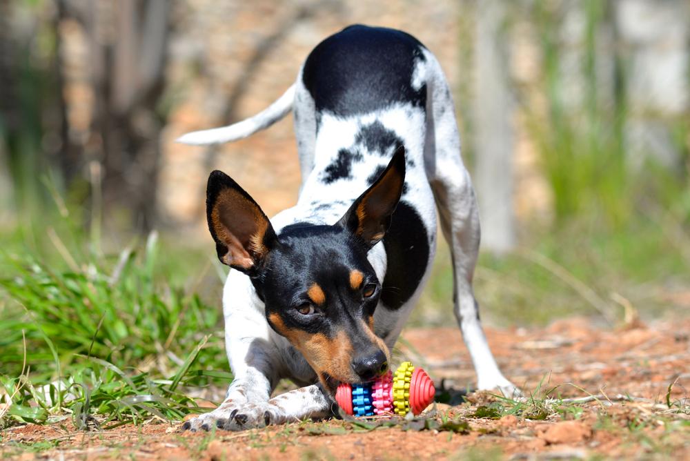Характер валенсийского ратера