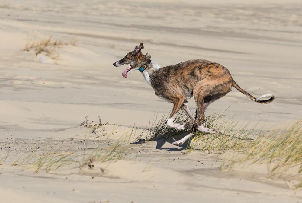 Воспитание испанского гальго