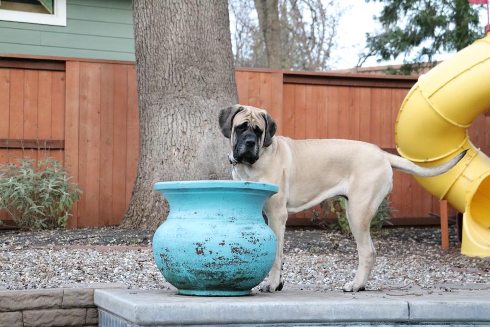 Воспитание английского мастифа