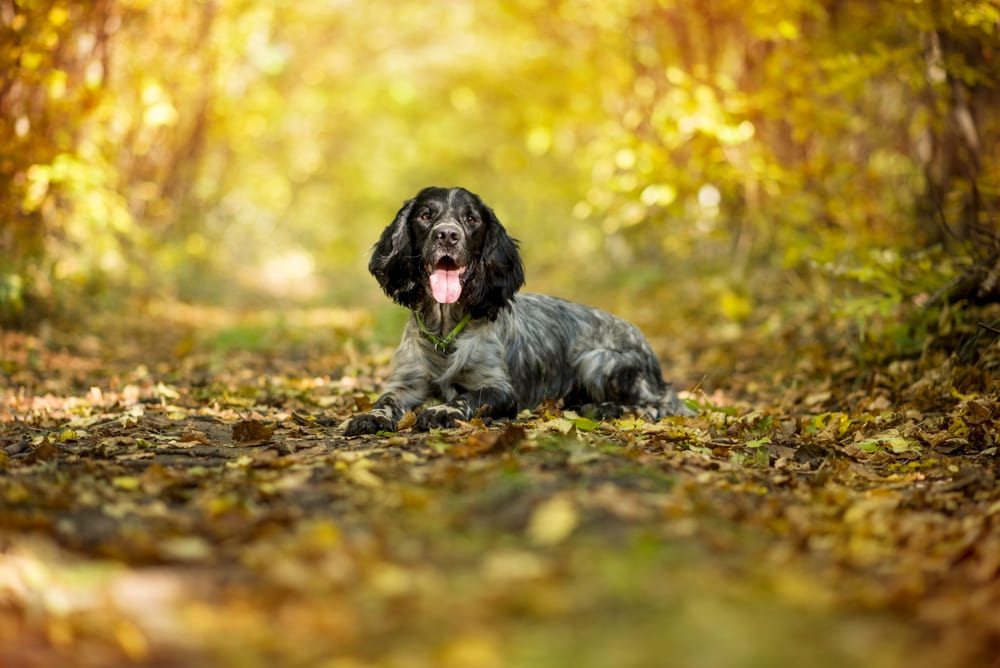 Болезнь может влиять на то, сколько весит русский спаниель