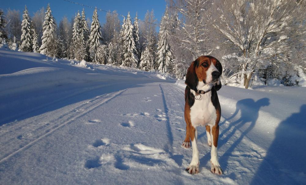 Темперамент финской гончей 