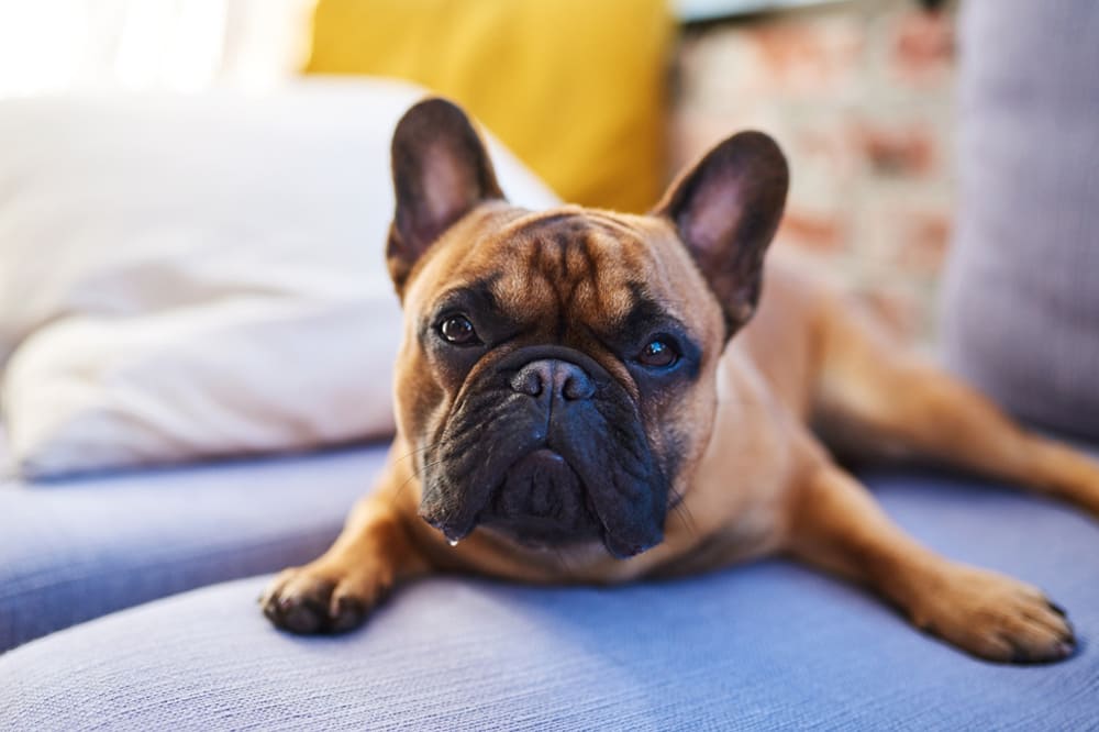 Французские бульдоги сдержаны в эмоциях