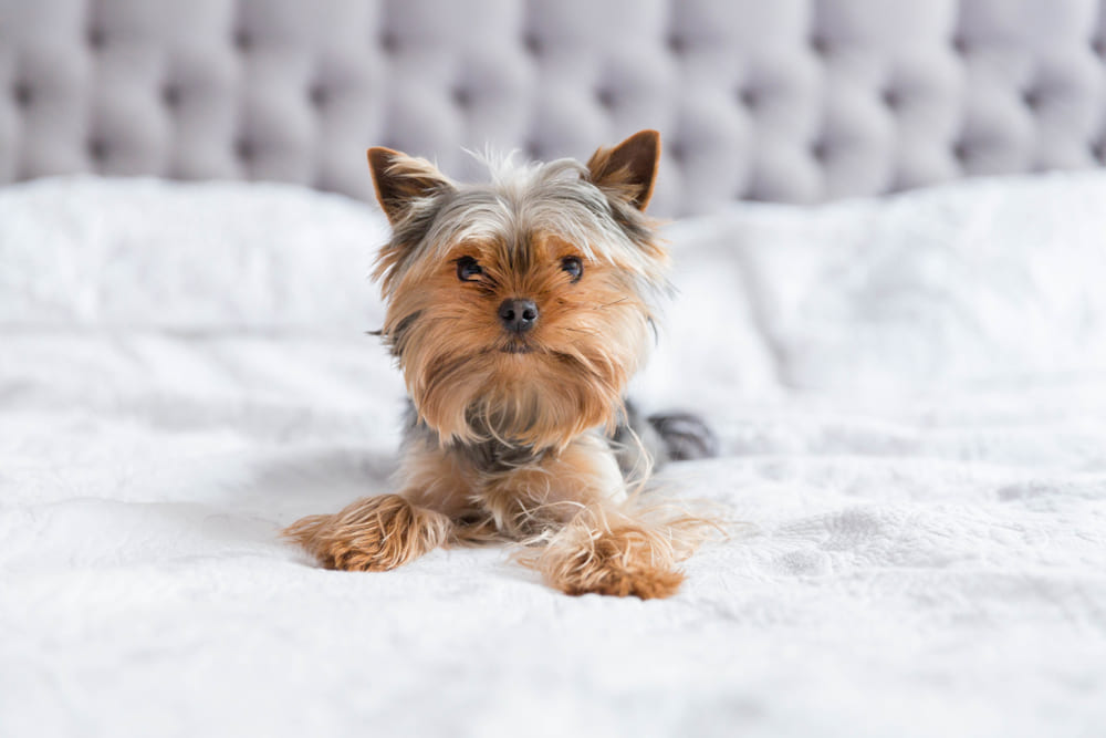 Перед вязкой йоркширского терьера обрабатывают от паразитов