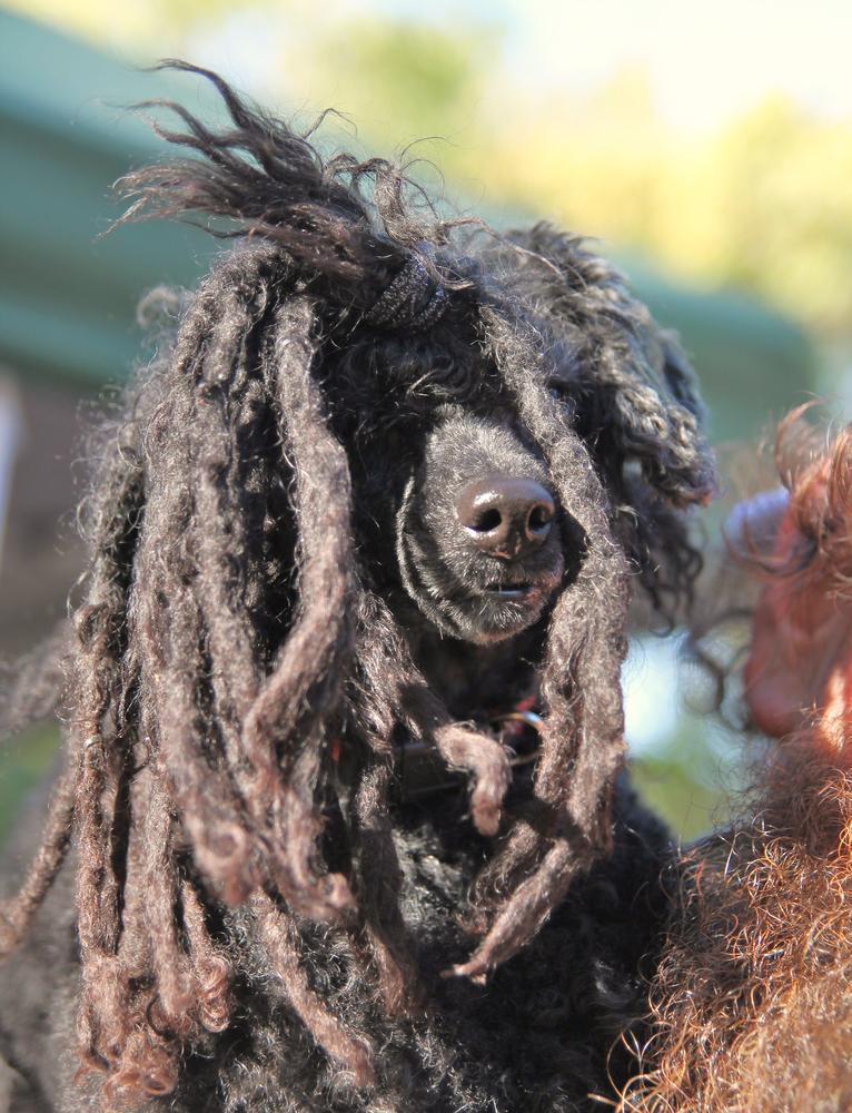 Виды пуделей по типу укладки шерсти: шнуровой Виды пуделей по типу укладки шерсти: шнуровой