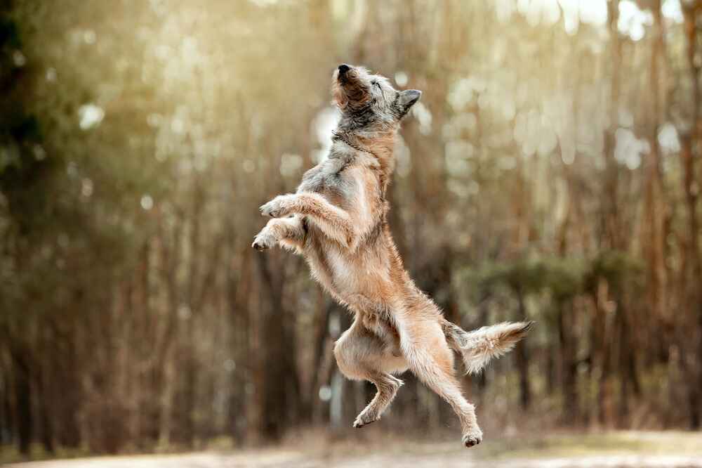 Какой характер у лакенуа?