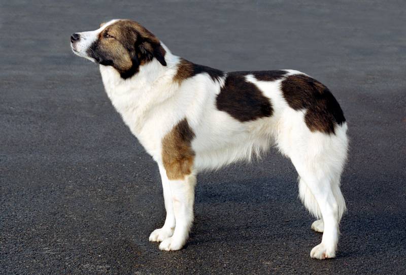 Породы собак из группы молоссов: аиди