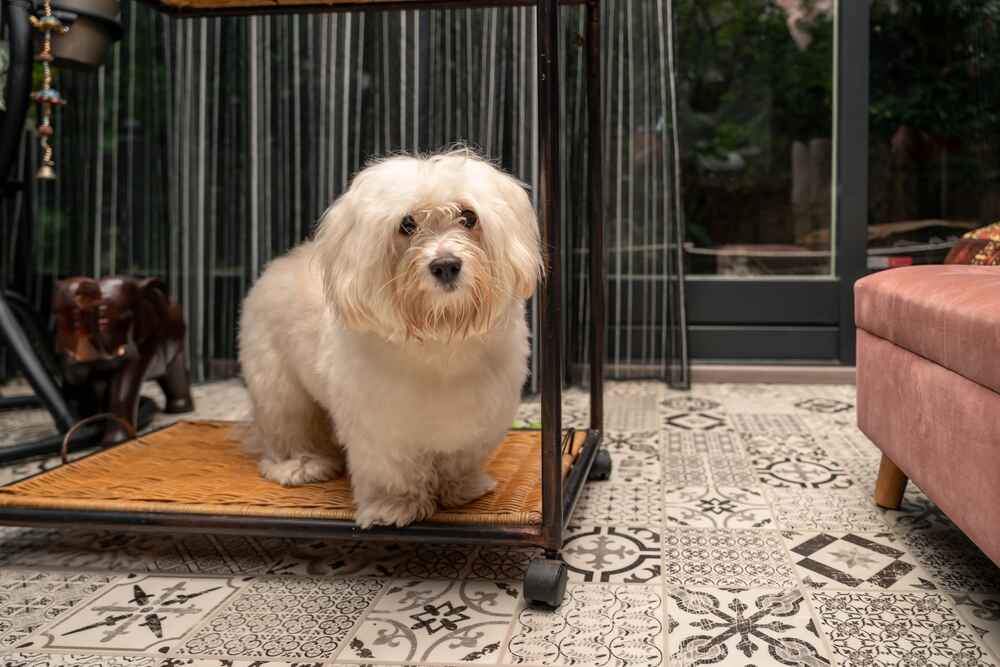 Гаванский бишон нуждается в дрессировке