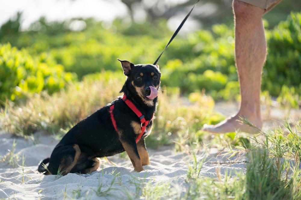 уход за шерстью ланкаширского хилера