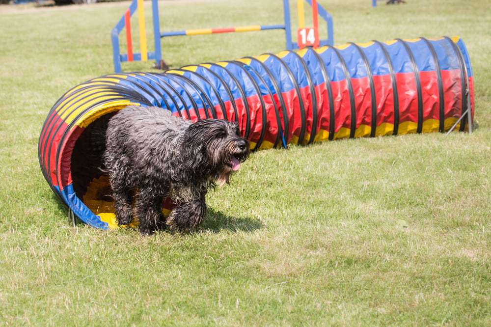 Бувье не доверяет незнакомым
