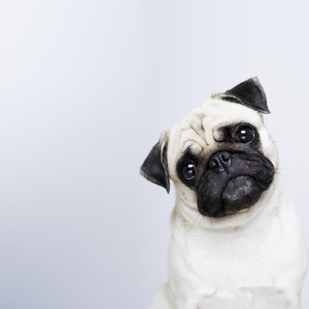 Нестандартные окрасы мопсов: белый Нестандартные окрасы мопсов: белый