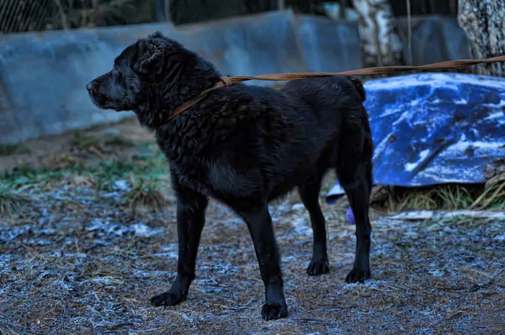Каково происхождение черной среднеазиатской овчарки?