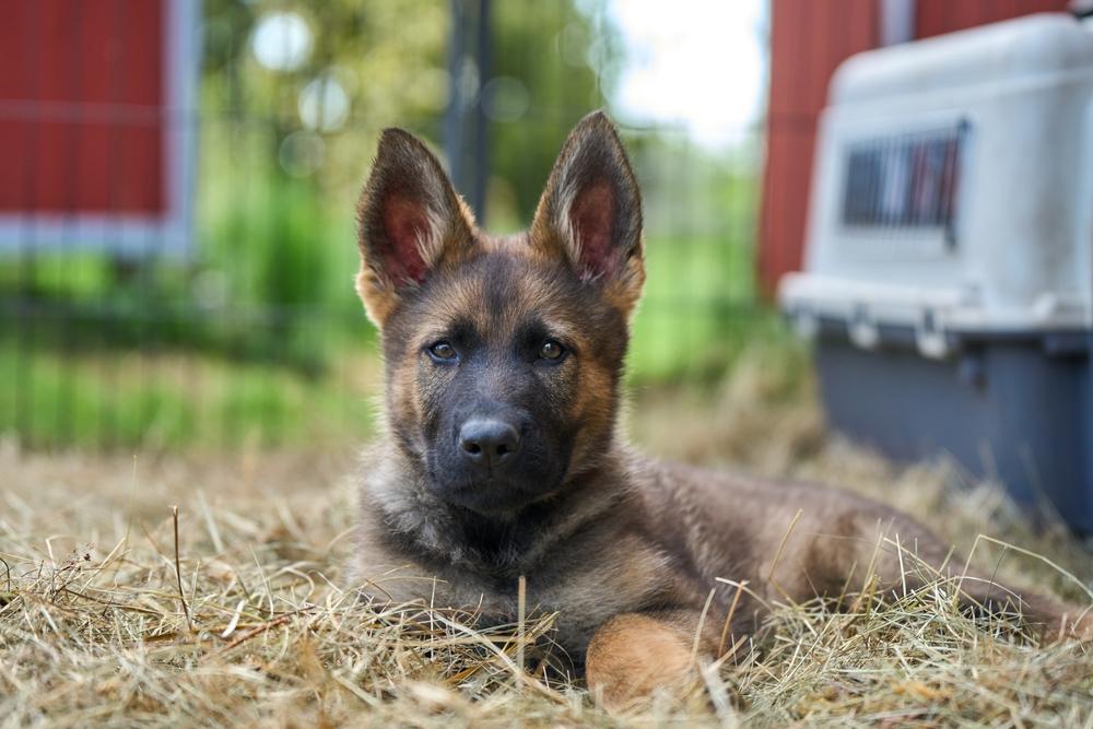 Немецкая овчарка не должна быть злой
