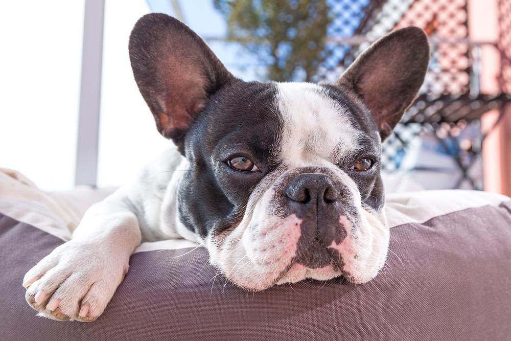 Окрасы французских бульдогов, признанные AKC: бело-черный Окрасы французских бульдогов, признанные AKC: бело-черный