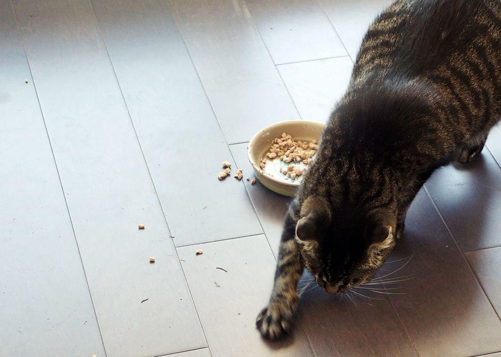 Кошка закапывает корм но ест thumbnail