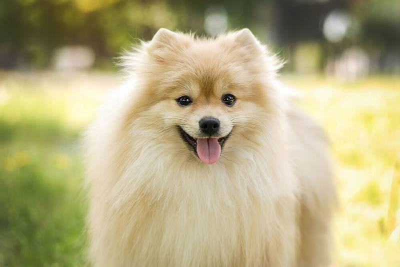 Все виды шпицев: померанский Все виды шпицев: померанский