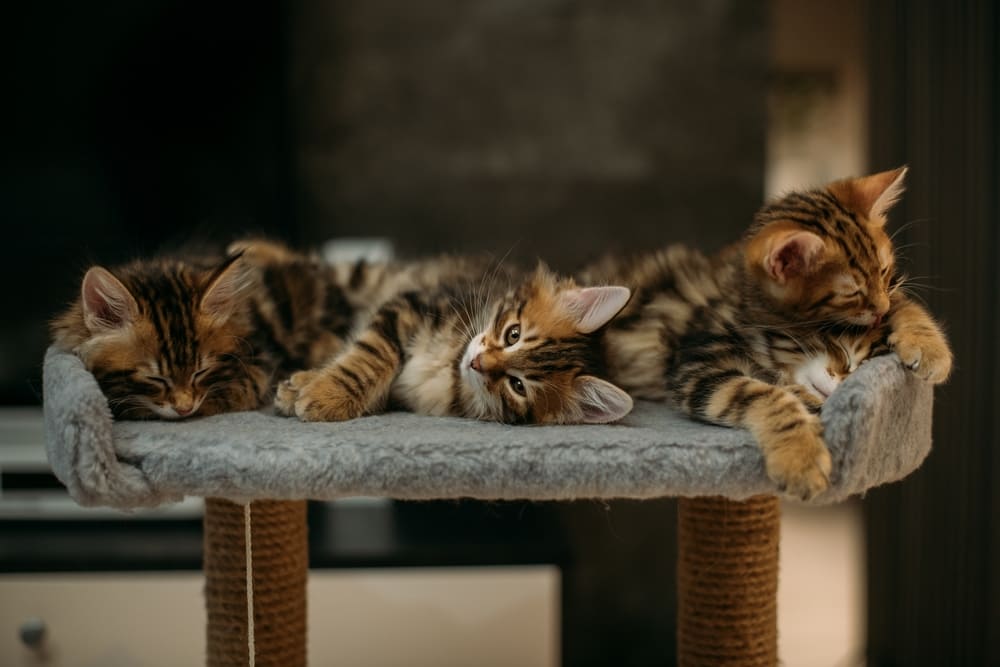 То, сколько прожил курильский бобтейл, можно сравнить с человеческим возрастом