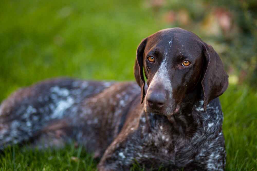 Курцхаар нуждается в правильном рационе питания