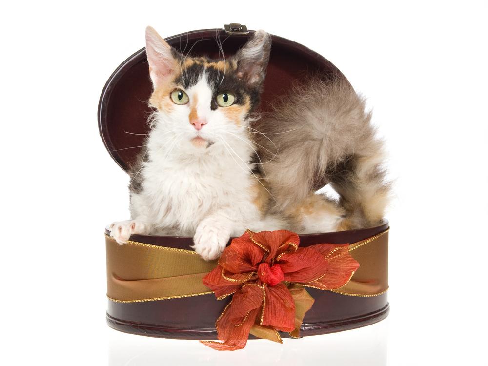 Уход и содержание скукума