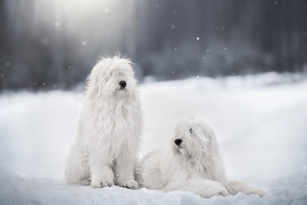 История происхождения породы южнорусская овчарка