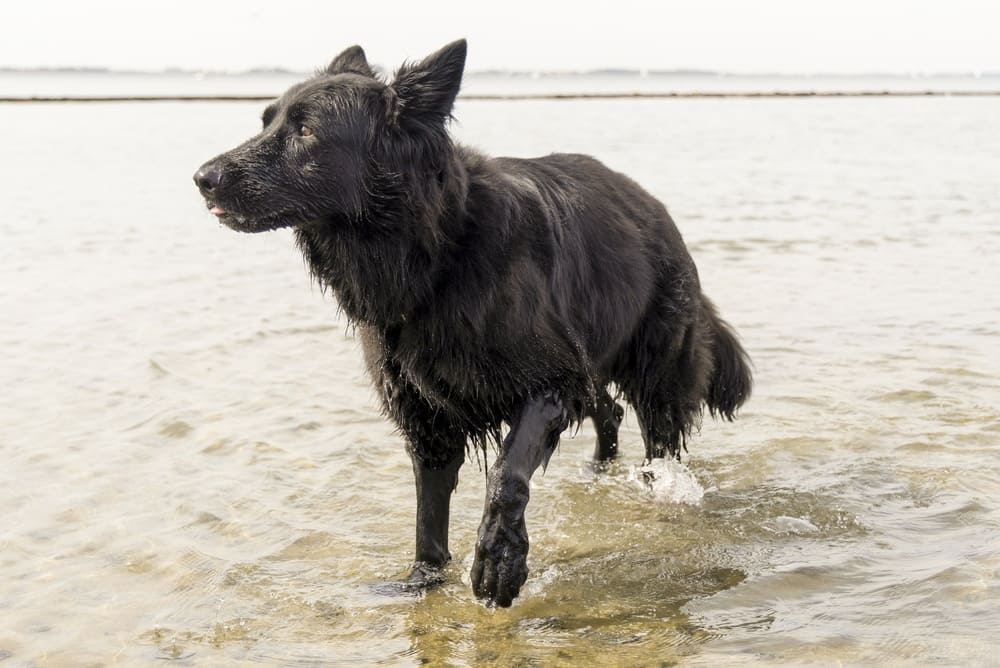 Гигиена влияет на то, сколько проживет немецкая овчарка