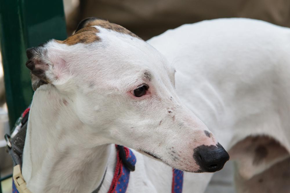 Темперамент хортой борзой