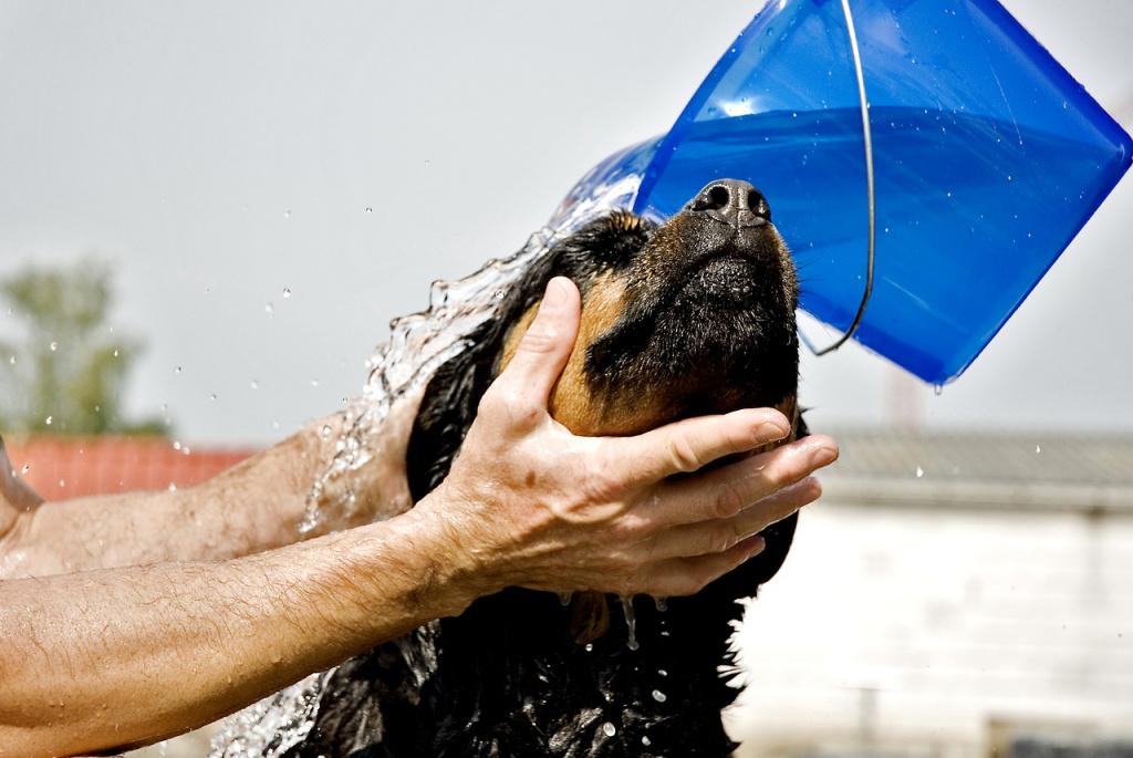 Что делать, если собака сопротивляется мытью