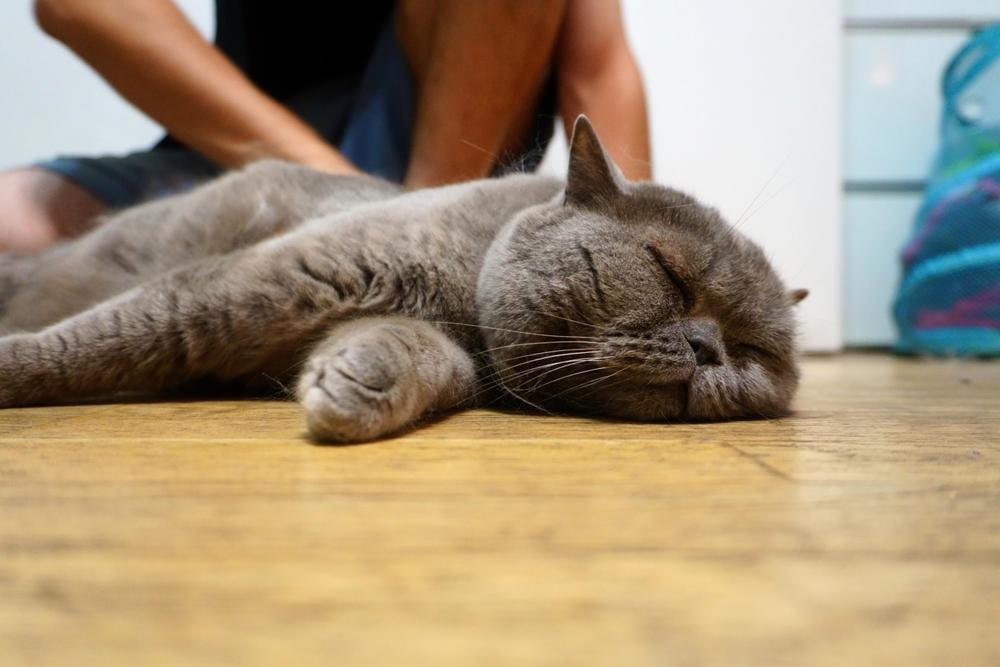 Как назвать шотландскую взрослую кошку или котенка-девочку?