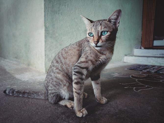 азиатская табби тигровая кошка