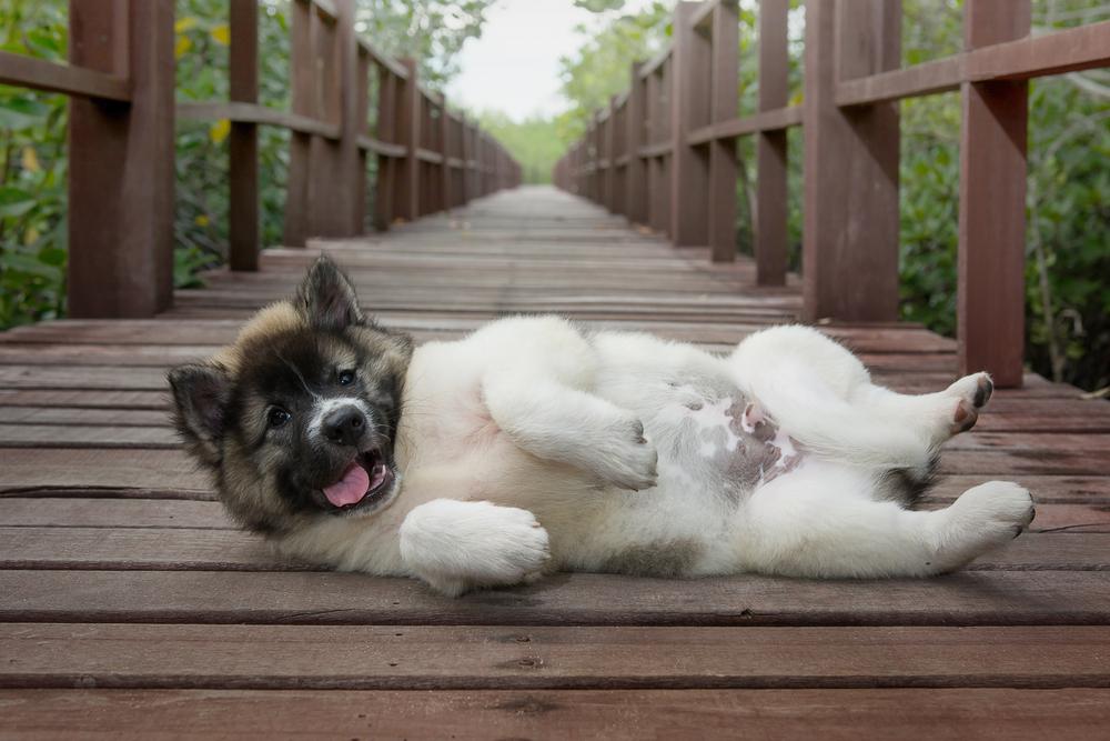Характер тайского бангку