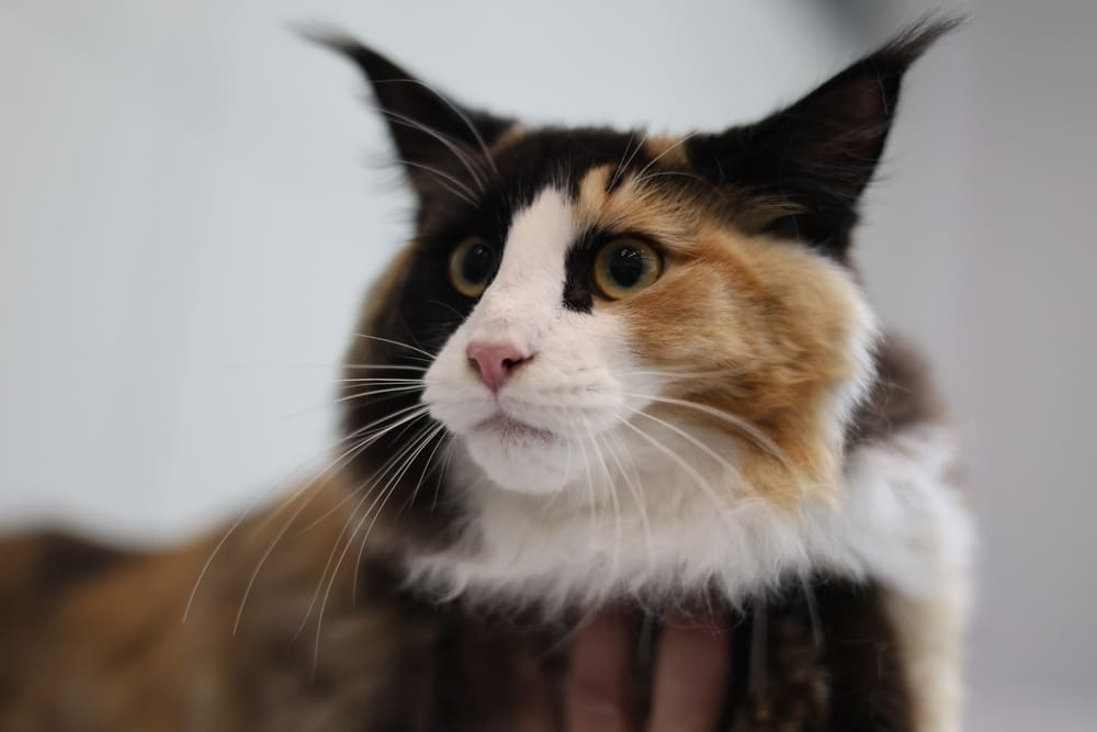 Болезни мейн-кунов можно профилактировать