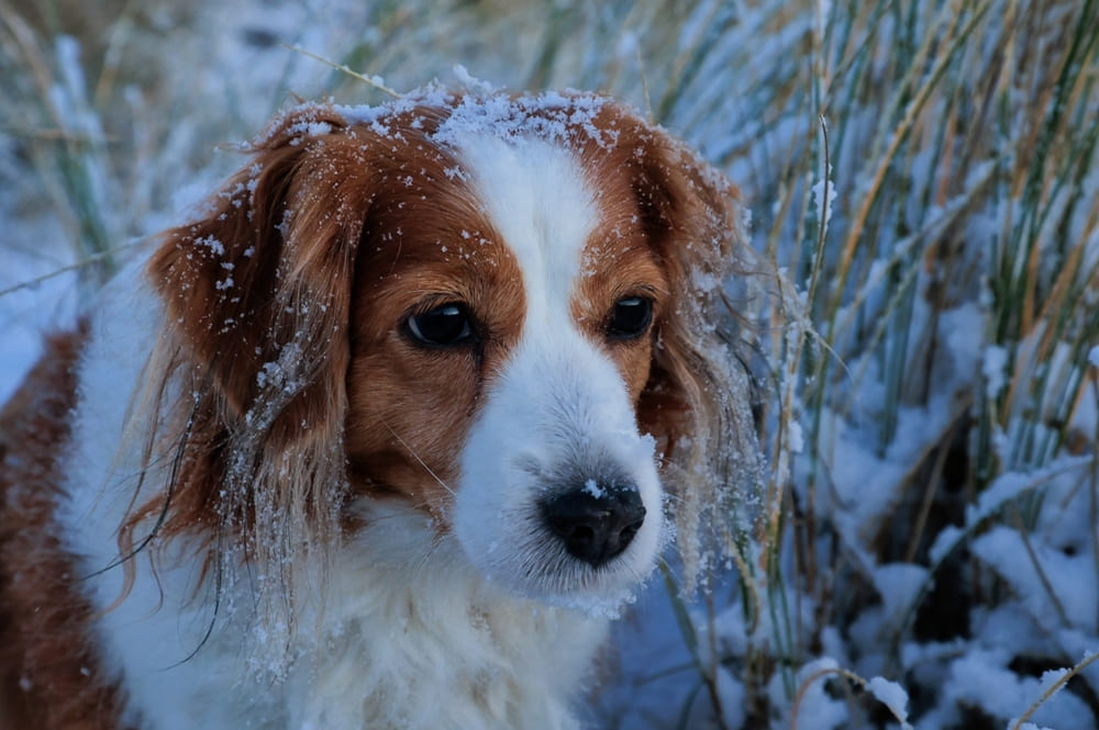 Бело-рыжая собака