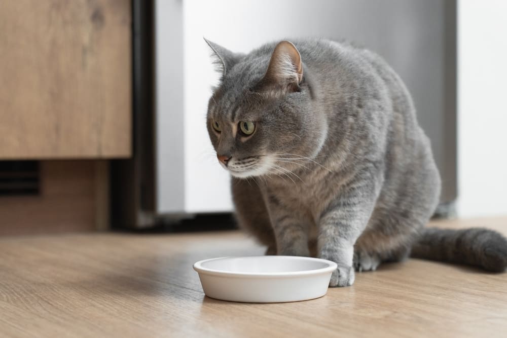 Кошке можно есть клетчатку, входящую в состав попкорна