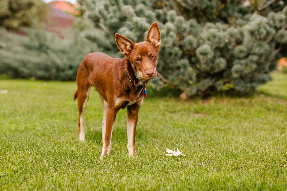 Какой характер у австралийских келпи?
