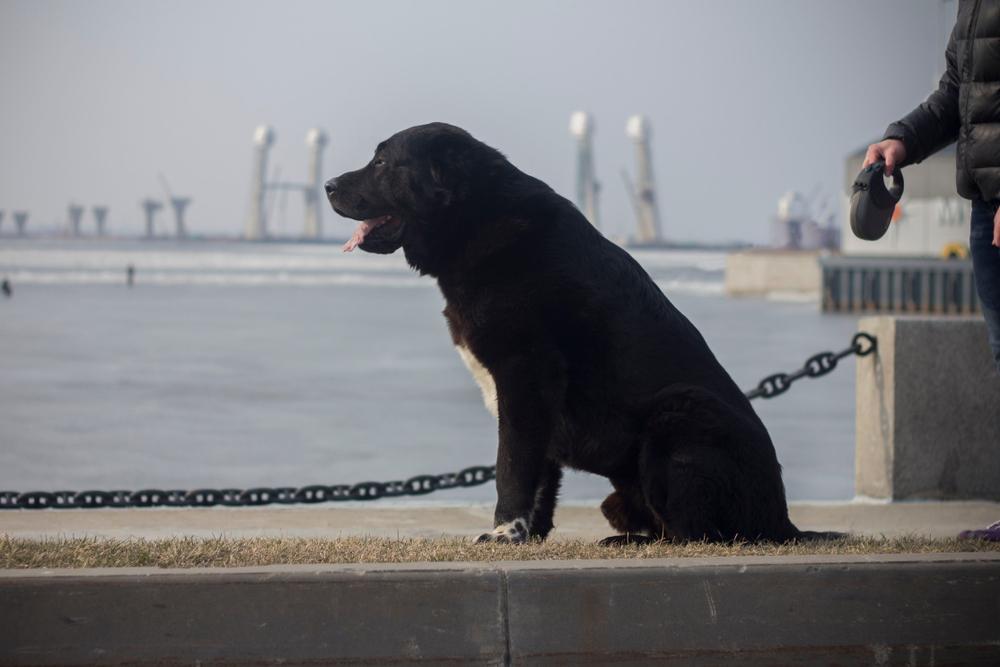 Туловище черного алабая