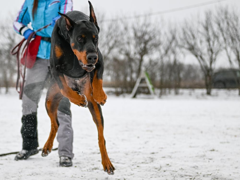 Курсы дрессировки добермана Курсы дрессировки добермана