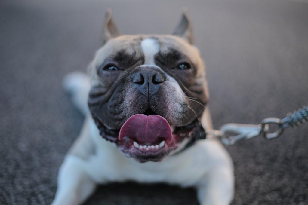 Почему чернеет язык у собаки