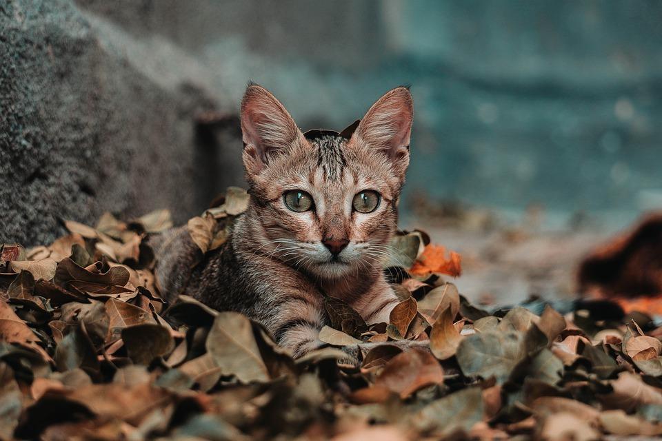 чем отличаются кошачьи наполнители. Смотреть фото чем отличаются кошачьи наполнители. Смотреть картинку чем отличаются кошачьи наполнители. Картинка про чем отличаются кошачьи наполнители. Фото чем отличаются кошачьи наполнители