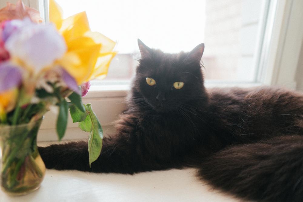 Болезни йоркской шоколадной кошки